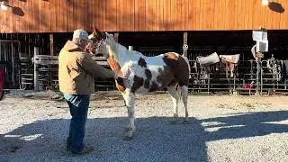 Sold  68- paint Qh gelding 12yr old 15.1HH $1250