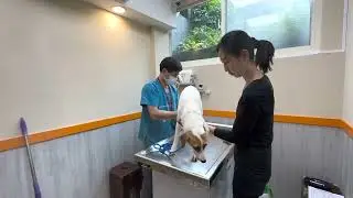 Adopt Mary&rsquo;s Doggies - Venda Vet Checkup