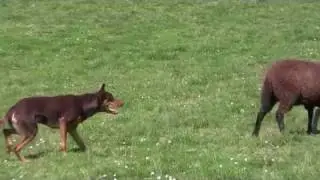 Working Kelpie Irinka Hidalgo - Trainingssessions