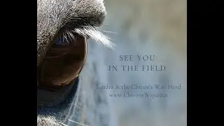 Conscious Horsemanship