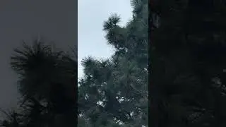 Thunderstorm Beginning To Form 😊 + Storm Chaser Commentary 💖😊