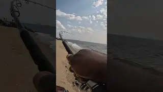 Bluefish on light tackle #surfcasting #bluefish #lighttackle #shimano #odmrods #surffishing