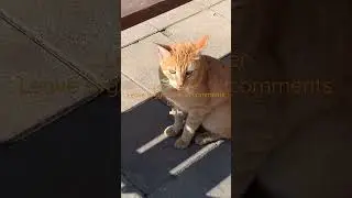 Cat with no name?