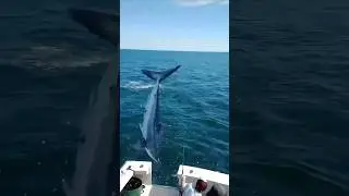 SHOCKING ‼️ Mako Shark Jumps into Boat 😳 #fishing #shark
