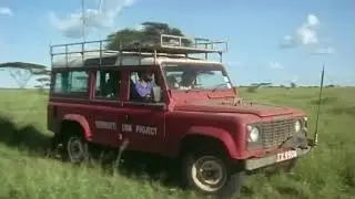 African lion hunting skills 😈