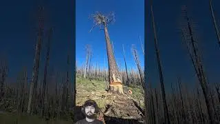 He is cutting down an old, dead tree with a chainsaw #chainsaw #shortsfeed #treecutting #shorts