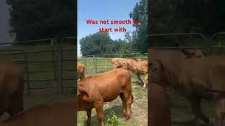 Not real smooth #ruggedoranch #cow #ranching #stayrugged #ranch