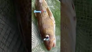 Shorts Fishing in Norway Island SMOLA on boat NAUTIG. #fishhobo #viral #shorts