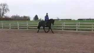 Daisy for sale 16h 5 yrs Dark Bay Hunter Allrounder