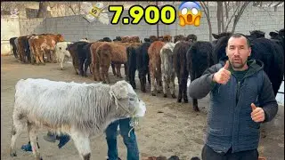 👁️OPTMCHI SARDOR BUGUN 400.500.ZIYONGA QOYVORDI SHOSHLIG SONI KAM 2026_01_26_yanvar.