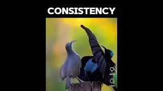Consistency is key 🔑 #youtube #shorts #funnyanimals #birds #memes #bang #hilarious #viralvideo #fyp