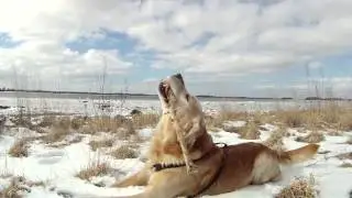 Golden Retriever fetch playing Full HD 1080 (set view resolution to Full HD 1080 for best quality)
