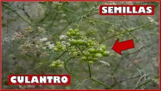 HOW TO EXTRACT CILANTRO SEEDS