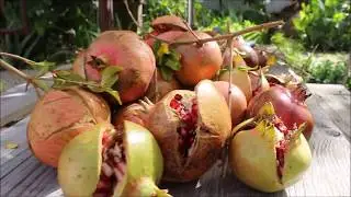 EVS, Nature Success Stories Vol.2 - Almyras - Cyprus - 2017