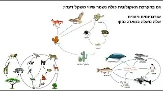 הומאוסטזיס ושיווי משקל דינמי 2