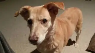 Dog Demand Barking/Begging