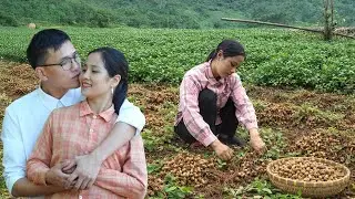 Linda Harvest Peanuts To Cook And Store – Cry And Miss CEO Quang