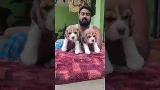 TOP QUALITY BEAGLE PUPPIES AVAILABLE IN MADURAI call 9976642223....