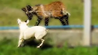 Rescued Maned Wolf pup and dog playing through the fence
