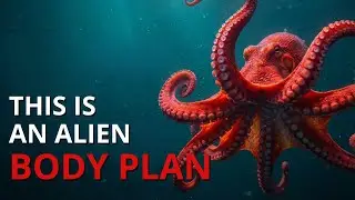 WHY THE GIANT OCTOPUS BODY DEFIES EVERYTHING WE KNOW ABOUT ANIMALS
