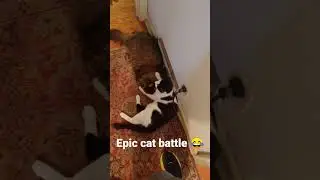 EPIC CAT BATTLE 😎