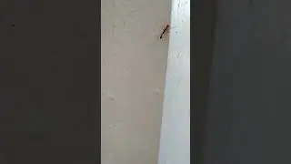 Weaver ant mimic Spider (hving only 6 legs, 2 must have fallen)                   )