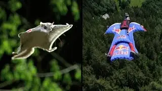 Awesome flying squirrel Vs Wingsuit