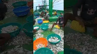 Trawler Net Fishing | #fishing #fishingvideo #fish