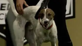 Dog Sports: Dog Diving and Fetch Competition