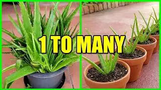 How to Split, Divide and Repot a Large Overgrown Aloe Vera Plant