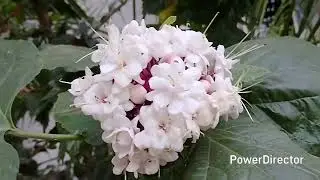 Winter season లో నా garden లో పూల మొక్కలు// flower plants
