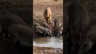 Warthog Drinks Water, Lion Watches The Power of Observation