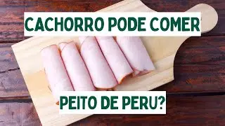 C&atilde;es podem comer peito de peru? I C&atilde;o pode comer peito de peru?