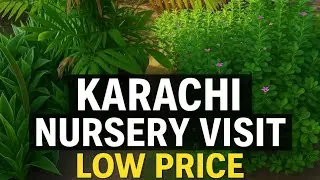 🌸 Karachi Plant Nursery Visit  | Cheap Indoor & Outdoor Plants | Low Price Plants Market Karachi 🌿