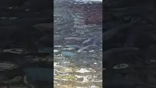 Mirador de peces, Puc&oacute;n