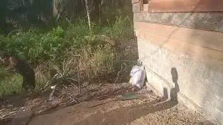 Bersih bersih paret di belakang warung lanjut kerumah Irpan buat kandang ayam 