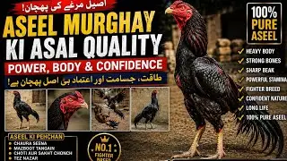 Aseel Murghay Ki Asal Quality | Power, Body & Confidence | Desi Aseel