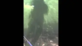 Smith lake Alabama Striper Fishing