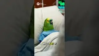 🦜 Rude Parrot Brody &ndash; &ldquo;Blaming the Meds #viral #parrot #talkingparot #funny #nonstoptalkingparrot