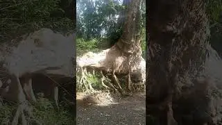 Dao Tree @ Jagbuaya, Tuburan, Cebu