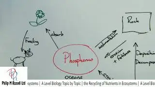 A Level Biology Topic by Topic | the Recycling of Nutrients in Ecosystems