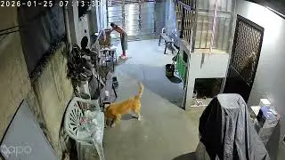 #loveanimals #careforanimals #respectanimals #dogs #goldenretriever #maltese #family #cctv #views 