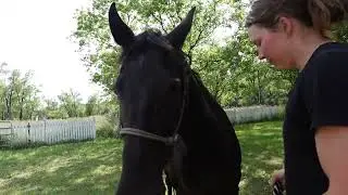 Lunging Knight and Cleaning His Feet- We are Getting Better at It!