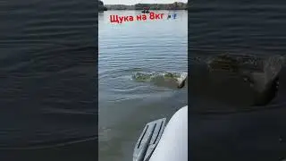 Огромная 8 кг #щука на лайтовый #спиннинг  #fishing #gopro #angler #рыбалка