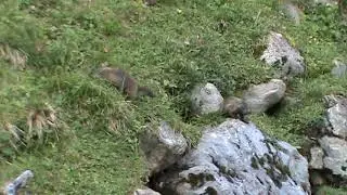 Murmeltiere an der Sommerbergalm Hintertux