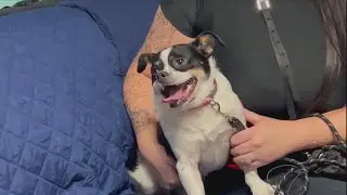 Renegade Paws adoption post goes viral, featured on The Today Show