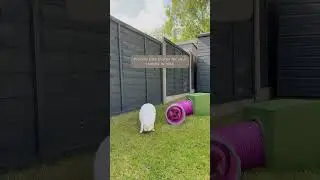 How to care for your Rabbits Pt8 | Keeping Bunnies Safe in the garden | Outdoor Rabbits | Pet Care