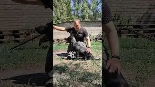 Щенок немецкой овчарки. Black shepherd puppy. #dog #dogs #puppy #puppylove #puppydog #gsdpuppy #gsd