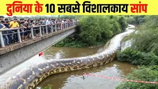 दुनिया के 10 सबसे बड़े सांप | top 10 biggest snakes in the world