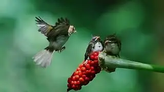 Rufous-faced Warbler (Abroscopus albogularis) #birdslover #birdsounds #bird